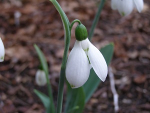 Galanthus elwesii 'Grumpy'